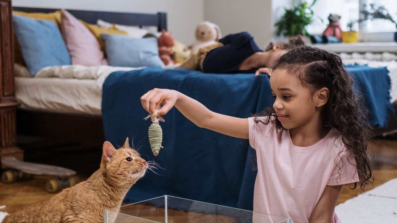 Gatinho com brinquedo