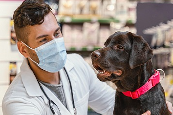 Foto do Veterinário Doutor João examinando um cachorro